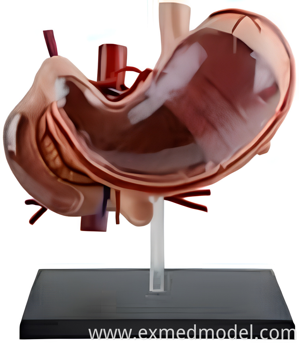 Human Stomach Anatomy Model